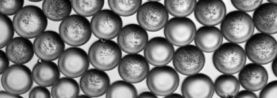 phage isolation droplets